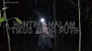 Petualangan Berburu Malam: Menangkap dan Memasak Tikus Ekor Putih