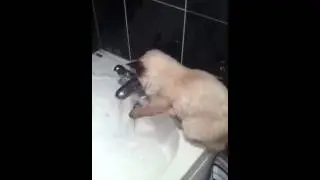 Funny rag doll cat in bath
