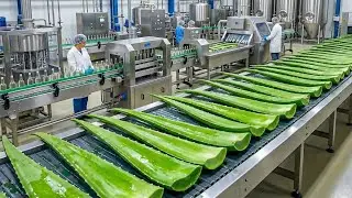 Inside the Factory: How Refreshing Aloe Vera Juice is Made (Full Process)