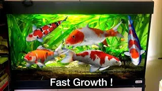 A beautiful video of a goldfish eating food. 🐠❤️