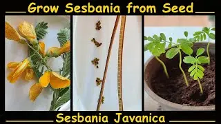 Grow Sesbania Javanica from Seed - Quick and Easy Method!