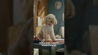 Да, шеф! Энергия