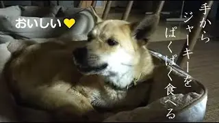 1泊2日の冒険の旅から帰着したサラは腹ペコでした