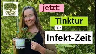 Beste Zeit: Tinktur f&uuml;r Erk&auml;ltungszeit herstellen - f&uuml;r Immunsystem, Stimmung und Gesundheit