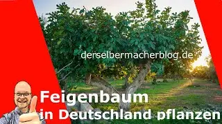 Feigenbaum / Feige in Deutschland halten (Infos, Anleitung, &Uuml;berwinterung)