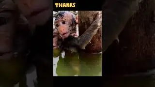 Pity the baby monkey [ Monkey family ]