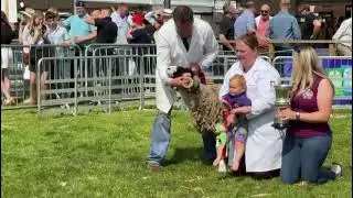 RHS 2025 | Helbeck Farm take Champion Swaledale with their Shearling&nbsp;Ram