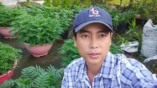 vạn thọ nở sớm xử lý sao cho kịp tết, bông bung chèo đẹp trở lại