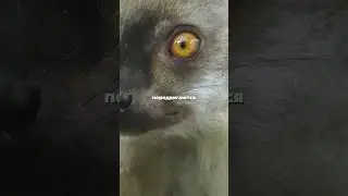 Лемуры самые семейные животные