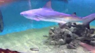 Shark Tank in friends basement