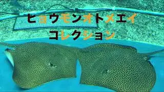 ヒョウモンオトメエイコレクション