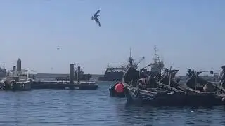 Le retour des sardiniers