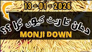 Monji Rate Down 😟⬇️ | Multan Cotton Corporation 🇵🇰