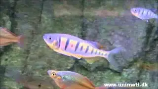 Opsarius pulchellus VF