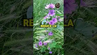 beneficios de la malva