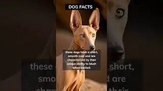 would you like a Pharaoh hound for a pet?? #shorts #dog #facts