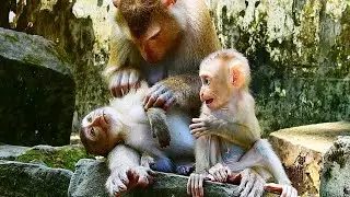 So sweet! Monkey Luna help grooming poor Rainbow very sweetly
