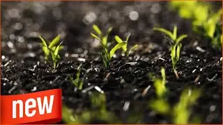 Bodenphysik - Forscher h&ouml;ren das Gras wachsen