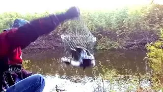 Belum tertandingi....!  BESARNYA  ,  SEPAT SIAM  Di Sungai  AMAZONE  Pedalaman Riau ini .