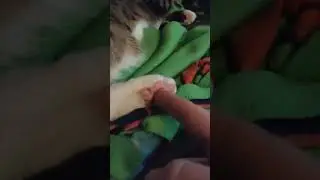 Toe Beans Are The Best | Cute Cat Video