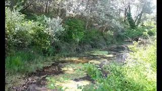Binaural field recording birds - Pond part 1/2