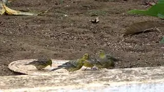 Canarios de monte en libertad comiendo alpiste . Serinus canaria