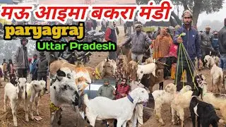 🔴 Mauaima Bakra Mandi 2025 Last video 31/12/25 मऊ आइमा बकरा मंडी प्रयागराज उत्तर प्रदेश #goatmarket