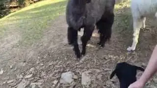 Llama Kiss