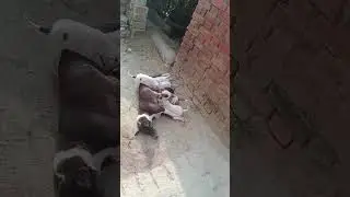 Please subscribe karo bhaiya aap log. #viralvideo #trainstation 