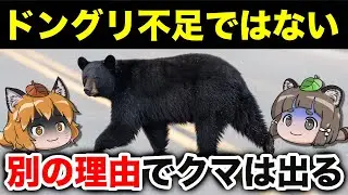 【マジ？】クマが人里に降りてくる理由、エサ不足じゃありませんでした