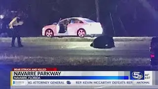 VIDEO: Bear hit and killed on Navarre Parkway