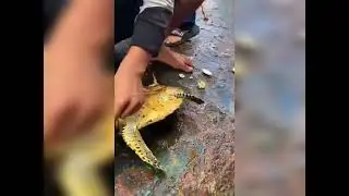 Samudri kachua turtle aapne kabhi dekha nhi hoga#entertainment