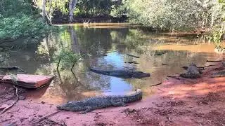 Croc Fest, Malcolm Douglas Crocodile Park, Broome, Kimberley, Western Australia, Australia