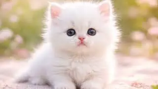 ❤️Words Matter❤️ #cute #kitten #new #shortsfeed #shorts #short #cat #subscribe #latest