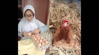 #duet dengan @csorvasinori ngeriii😆 #videolucu #ayam #fyp #1111ShopeeHaul #foryourepage #tiktokkoca