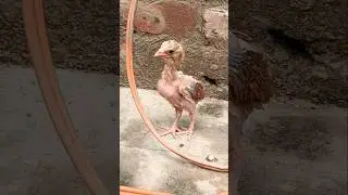 Beautiful attractive - Baby Chicks Chirping - Well trained chickens - Most Beautiful Hen | Fancy