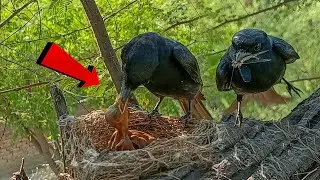 Amazing Moment: Black Drongo Bird Feeding Its Babies