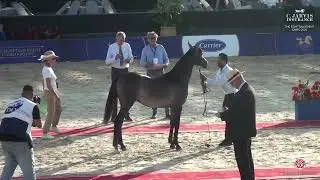 N 7 OBOUR ZAD EL RAKEB   The Egyptian Event Cairo 2025   SE Yearling Fillies Class 1A