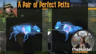 A Pair of Perfect Pelts theHunter Call of the Wild