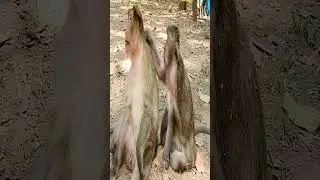 poor baby monkey Timo cry call mother Tima 26