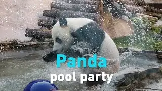 Watch Moscow bears play in cool pools as heat bakes the city