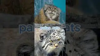 Little-Known Interesting Facts About Pallas's Cats 2024/ animals unknowns #animals #animalfacts
