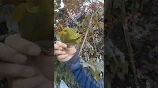 Norway Maple #farm #lifeisbutadream #garden #mapletree #norwaymaple #nursery #shopping