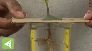 Plants lose water as vapour during transpiration | Transpiration | Biology