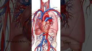 heart sound kaise karta hai