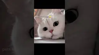 Wait for end 😂 #funny #funnycats #funnyvideo #kitten #pets