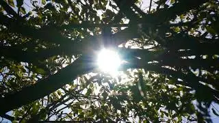 Sun Light Shining Through Tree Branches | FREE NATURE STOCK FOOTAGE