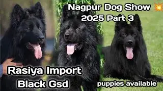 Rasiya से import किया German shepherd dog 💥 Rasiya import German Shepherd Dog in Nagpur dog show2025