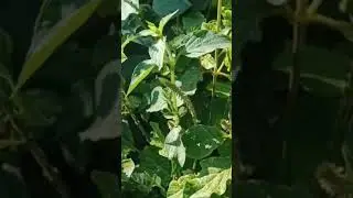 #ఉత్తరేణి//#vuthareni // Ayurvedam // Plant//Natuvaidhyam //Vasu mechanic puttur