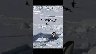 🐧Crazy Penguin Escape from Orca‼️🐳  #orca #escape